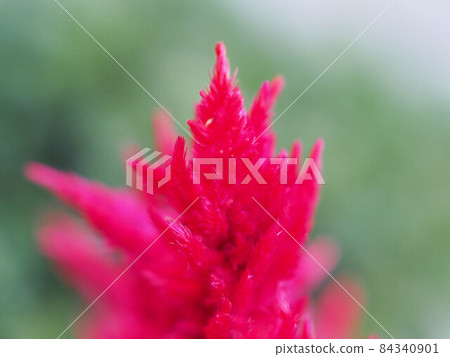 Celosia in the flowerbed Celosia in the flowerbed 84340901