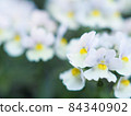 Flowerbed Nemesia Flowerbed Nemesia 84340902