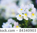 Flowerbed Nemesia Flowerbed Nemesia 84340903