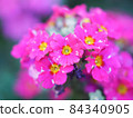 Primula rosea in the flowerbed Primula rosea in the flowerbed 84340905