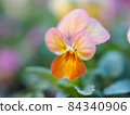 Viola of flower bed Viola of flower bed 84340906