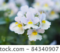 Flowerbed Nemesia Flowerbed Nemesia 84340907