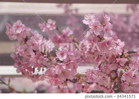 櫻花 84341571