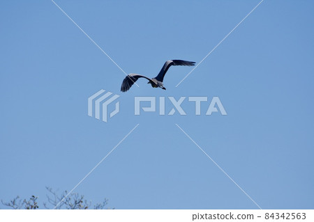 Gray heron back view 84342563