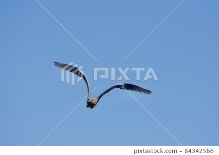 Gray heron back view 84342566
