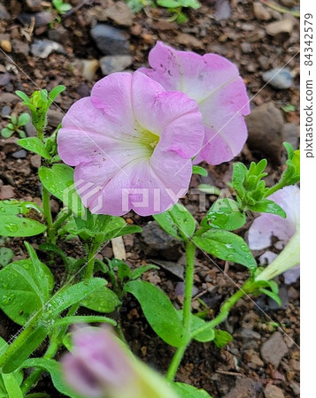 喇叭花 84342579