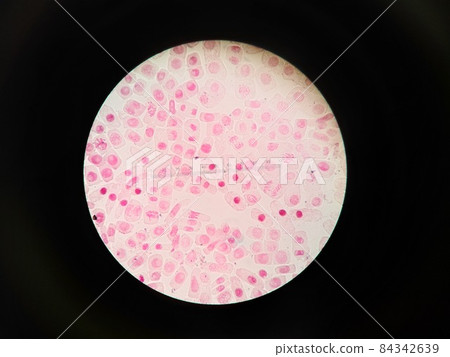 細胞分裂觀察實驗 84342639