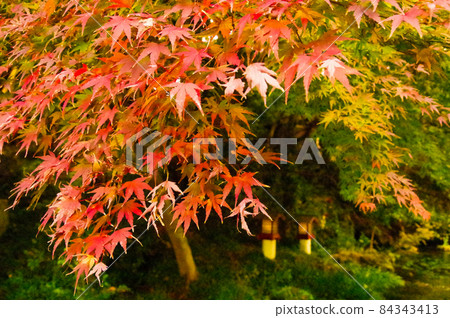 日本秋葉 日本秋葉 84343413