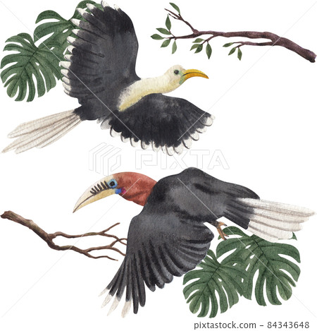 Hornbills Bird Watercolor Illustration Hornbills Bird Watercolor Illustration 84343648