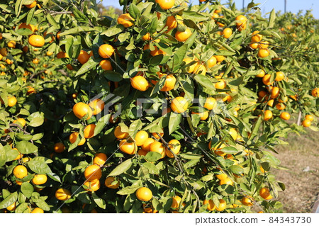 Satsuma mandarin field Satsuma mandarin field 84343730