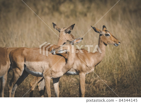 Nyala, South Africa Nyala, South Africa 84344145