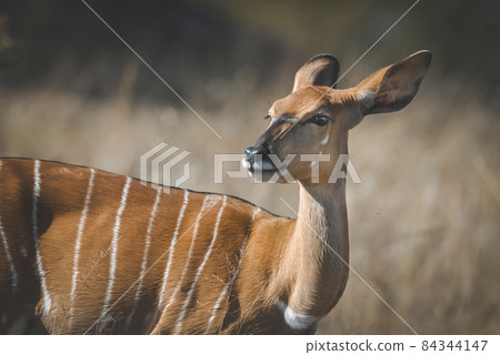 Nyala, South Africa 84344147