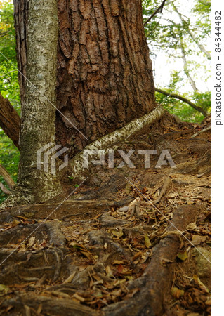 The root of a tree wrapped around to bite into the next tree The root of a tree wrapped around to bite into the next tree 84344482