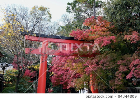 [Kyoto] Autumn leaves at Shimogamo Shrine (Autumn) 84344809