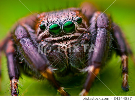 Portrait of Evarcha arcuata jumping spider portrait 84344887