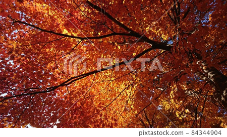 地藏山口附近的秋葉 地藏山口附近的秋葉 84344904