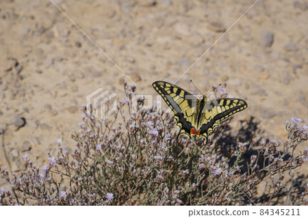 Europe, Nature, Navarre 84345211