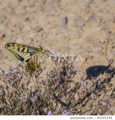 Europe, Nature, Navarre 84345248