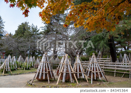Autumn leaves and snow fence of trees 2 Autumn leaves and snow fence of trees 2 84345364