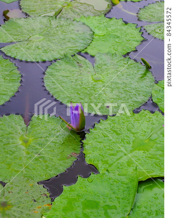 漂浮在池塘的蓮花 漂浮在池塘的蓮花 84345572