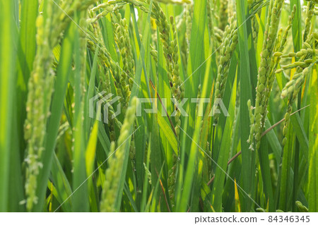 Taiwan, green oil, rice field, Taiwan, green oil, 田んぼ, Taiwan, green oil, rice field 84346345