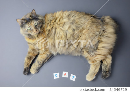 A fluffy cat without a tail with beautiful fur lies on its side against a gray background and looks into the camera. Below is the text in colored letters CAT. Top view A fluffy cat without a tail with beautiful fur lies on its side against a gray background and looks into the camera. Below is the text in colored letters CAT. Top view 84346729