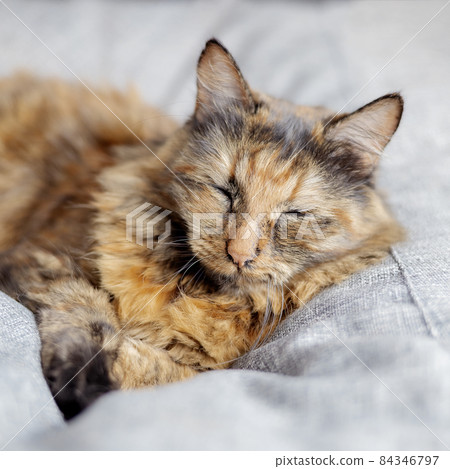 A beautiful cat sleeps on a gray beanbag chair. Focus on the face A beautiful cat sleeps on a gray beanbag chair. Focus on the face 84346797