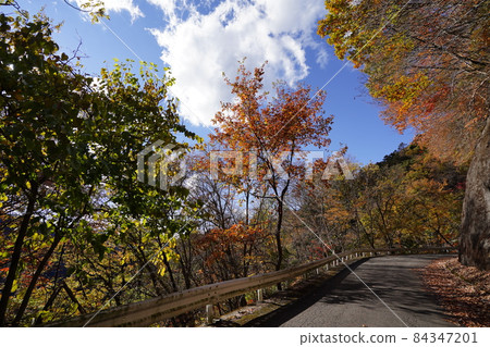 Kiryu City, Gunma Prefecture Autumn leaves on the forest road on the Midori City side of the Sankyo Line, which connects the upper reaches of the Kiryu River to Lake Kusagi 84347201