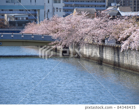 春天的城北川櫻花 84348435