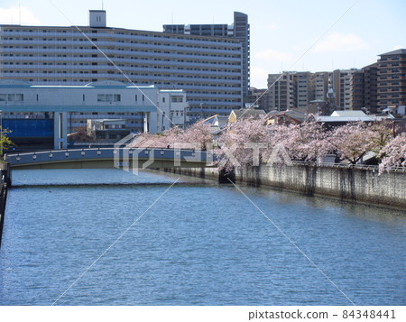 春天的城北川櫻花 春天的城北川櫻花 84348441