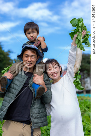 Family potato digging, sweet potato field harvest Family potato digging, sweet potato field harvest 84348604