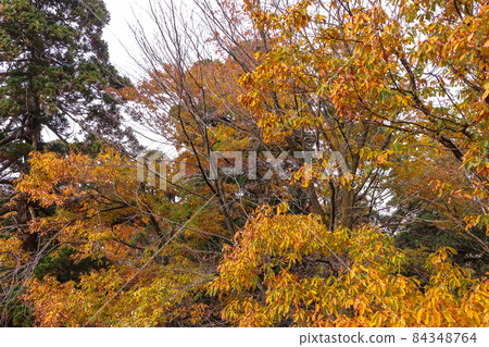 Autumn leaves of Kasozan Park Autumn leaves of Kasozan Park 84348764