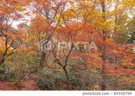 Autumn leaves of Kasozan Park Autumn leaves of Kasozan Park 84348794