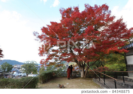 Autumn leaves of Izushi Castle Ruins Autumn leaves of Izushi Castle Ruins 84348875