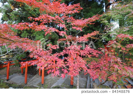 Autumn leaves of Izushi Castle Ruins Autumn leaves of Izushi Castle Ruins 84348876