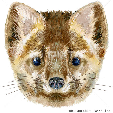 Watercolor portrait of a sable on a white background 84349172