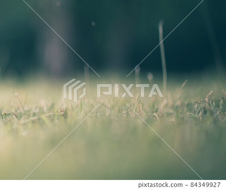 grass in the meadow as a background for text 84349927