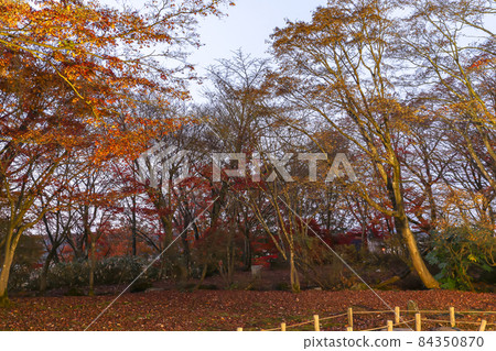 【新潟三大紅葉燈飾】長岡市越地楓園 84350870
