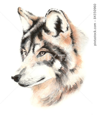 水彩畫 | 狼 84350960