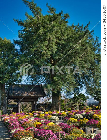 Zaru chrysanthemum full of precincts Zaru chrysanthemum full of precincts 84351007