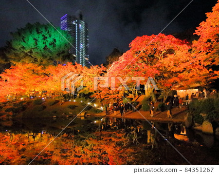 Hiroshima Shukkeien Momiji Festival Illuminated 84351267