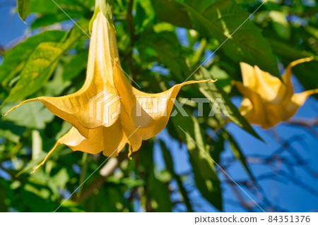 像拉帕一樣的黃色花朵 84351376