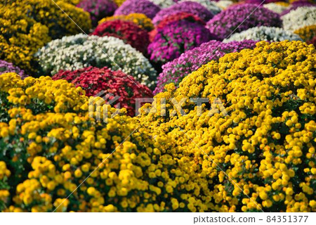 扎魯菊花饅頭 84351377