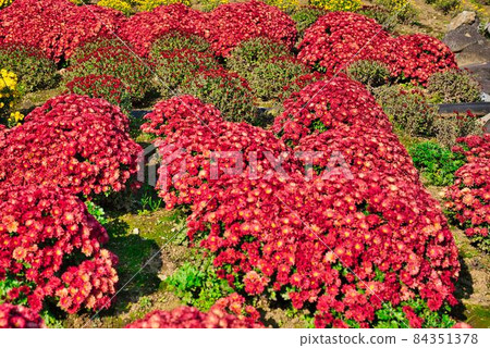 美麗的紅色漏勺花園 84351378