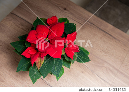 Beautiful red poinsettia with more in the background Beautiful red poinsettia with more in the background 84351683