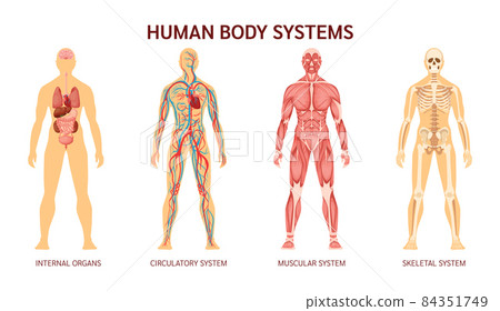 Human body system. Human body skeleton, muscular system, system of blood vessels with arteries, veins. Human body internal organs heart, liver, brain, kidneys, lungs, stomach spleen pancreas 84351749