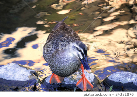 A frontal shot of a spot-billed duck standing on a stone on the shore of a pond A frontal shot of a spot-billed duck standing on a stone on the shore of a pond 84351876