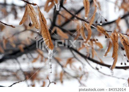 Frozen leaves of a tree in winter Frozen leaves of a tree in winter 84352014
