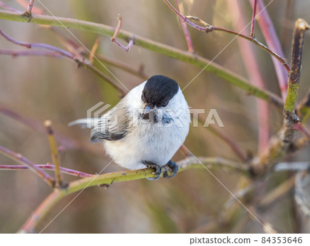 Cute bird the willow tit, song bird sitting on a branch without leaves in the winter. 84353646