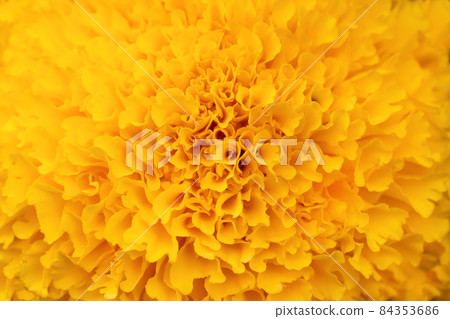 Details Yellow marigolds flower macro photography. Delicate texture, high contrast and intricate floral patterns. Floral head in the center of the frame, flower center 84353686